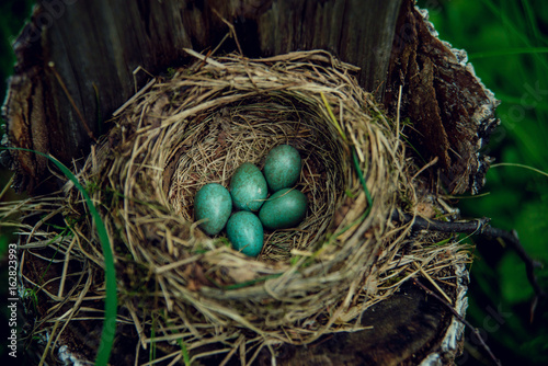 American Robin's Eggs and Nest II