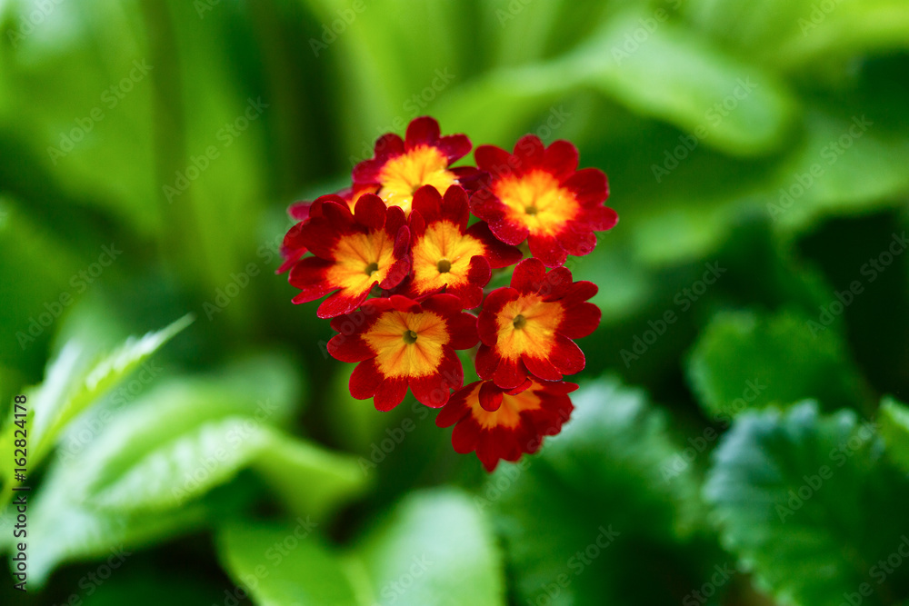 Red flower close-up, abstract background Red flower close-up, abstract background