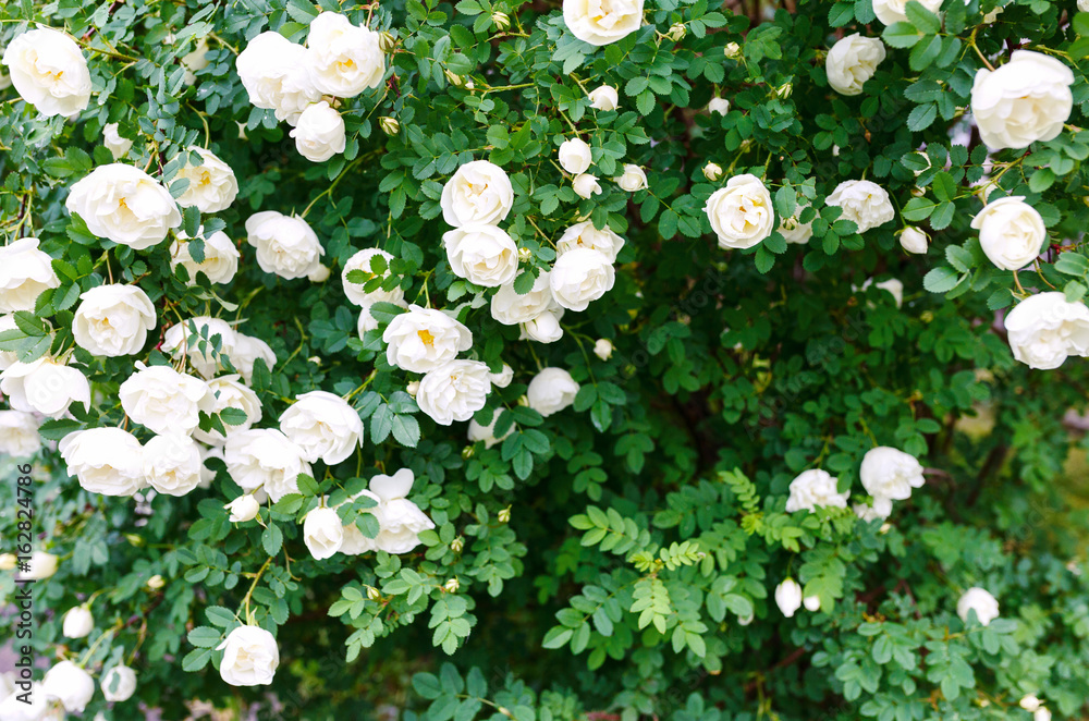 Background of bouquet of white blooming rose bush Stock Photo Adobe Stock