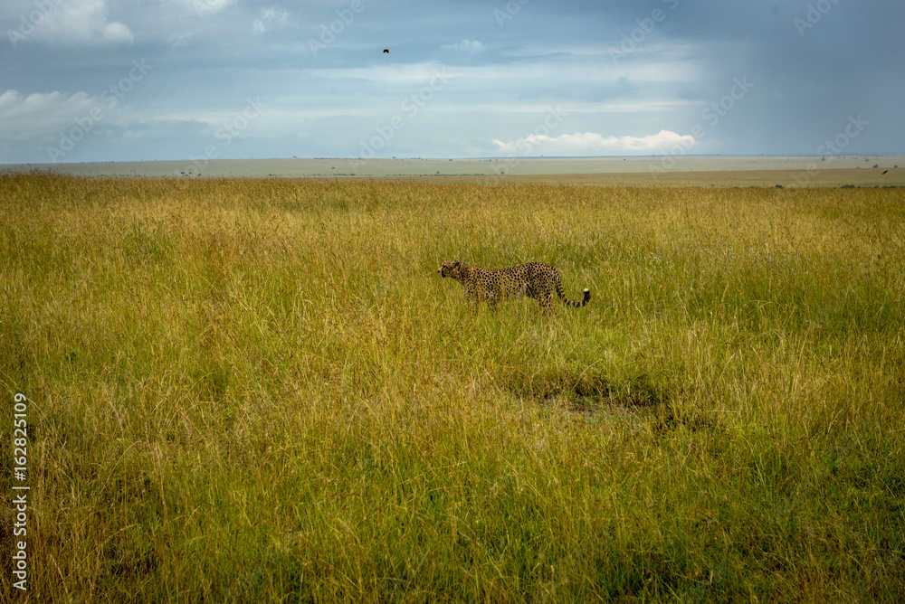 Fototapeta premium Cheetah in grass in Masai Mara Park in Kenya