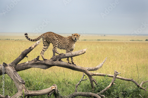 Cheetah on a branch in Masai Mara Park in savanna