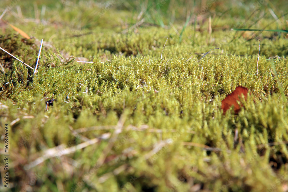 Green moss in the sunlight, moss closeup, macro. Background of moss in wilderness terrain. Green moss in the sunlight, moss closeup, macro. Background of moss in wilderness terrain.