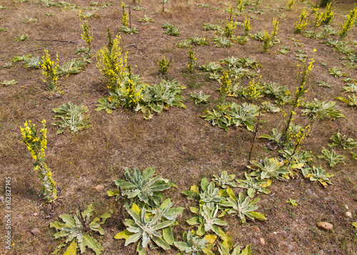 Plantas y Flores de de Gordolobo ( Verbascum )