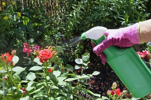 biologische Blattlausbekämpfung an Rosen