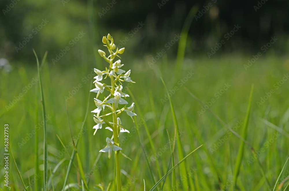 Zweiblättrige Kuckucksblume, Orchidee