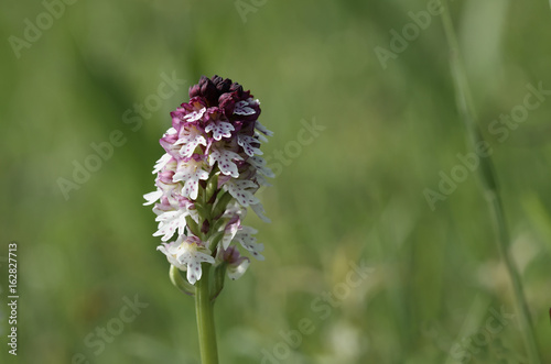 Orchidee, Brandknabenkraut, Orchis ustulata photo