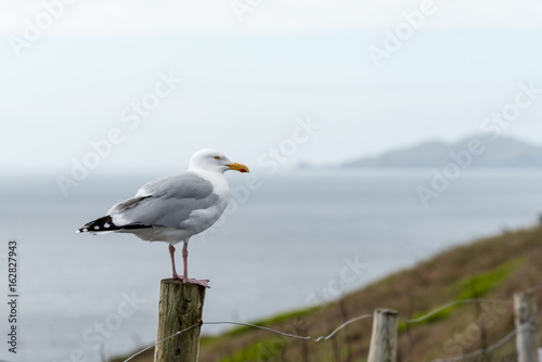 Seagull Stands on a Post in Dingle Peninsula