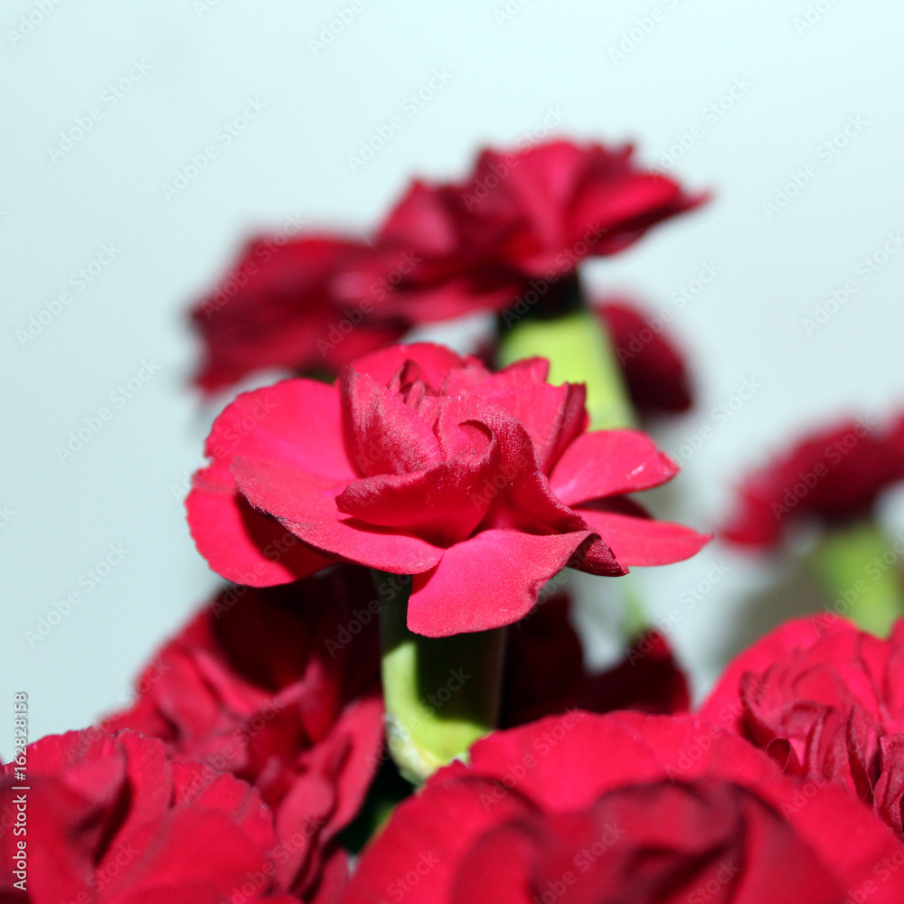Standout carnation Standout carnation
