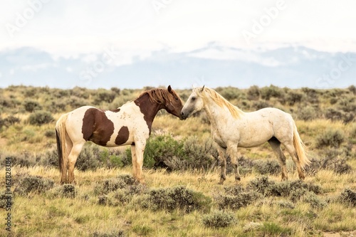 Wild Mustang pair