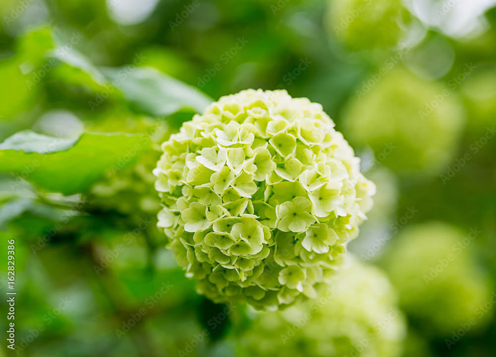Bunch of small flowers light lemon color hydrangea close-up Bunch of small flowers light lemon color hydrangea close-up
