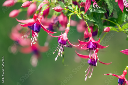 Canvas Print Hanging fuchsia blooming flowers with soft green garden background