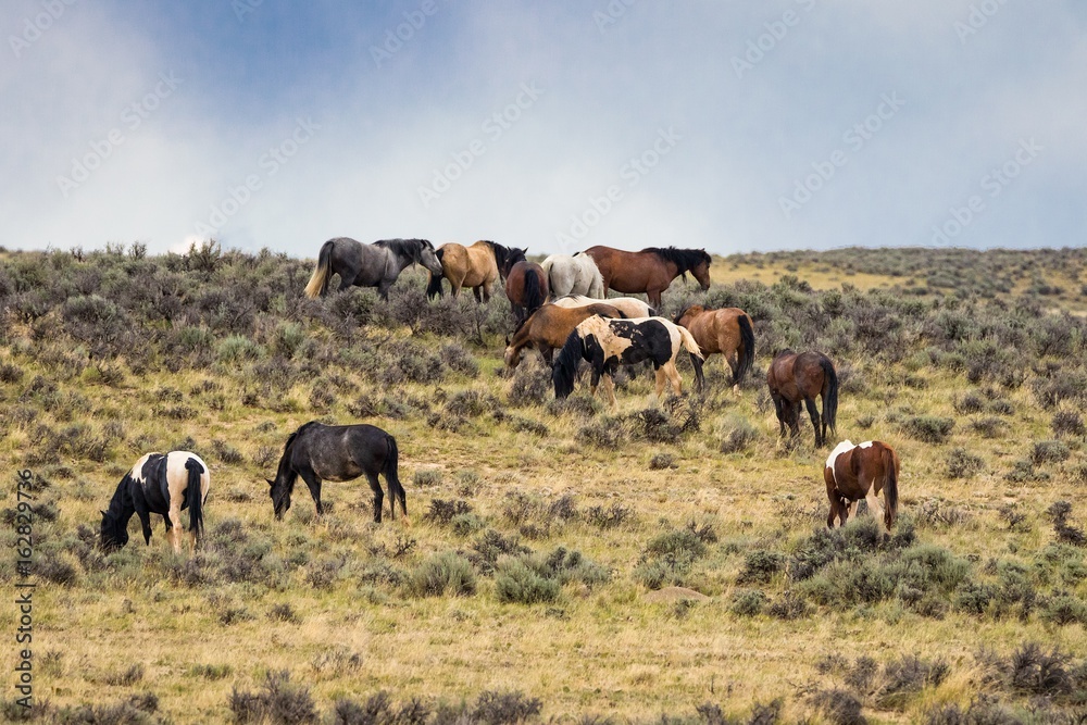 Herd of Wild Mustangs Herd of Wild Mustangs
