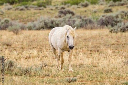 Mustang on the Wyoming High Plains