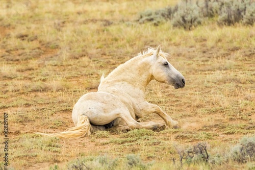 Wild Mustang Resting Sitting