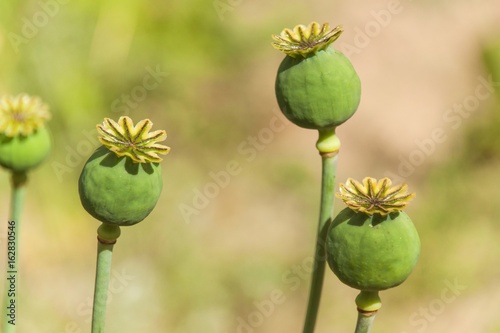 Unripe green poppy. Growing crops on an agricultural farm.