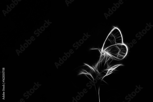 Fototapeta Abstract Butterfly