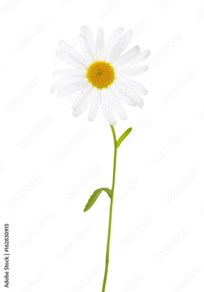 Chamomile (Ox-Eye Daisy ) isolated on white background. Chamomile (Ox-Eye Daisy ) isolated on white background.