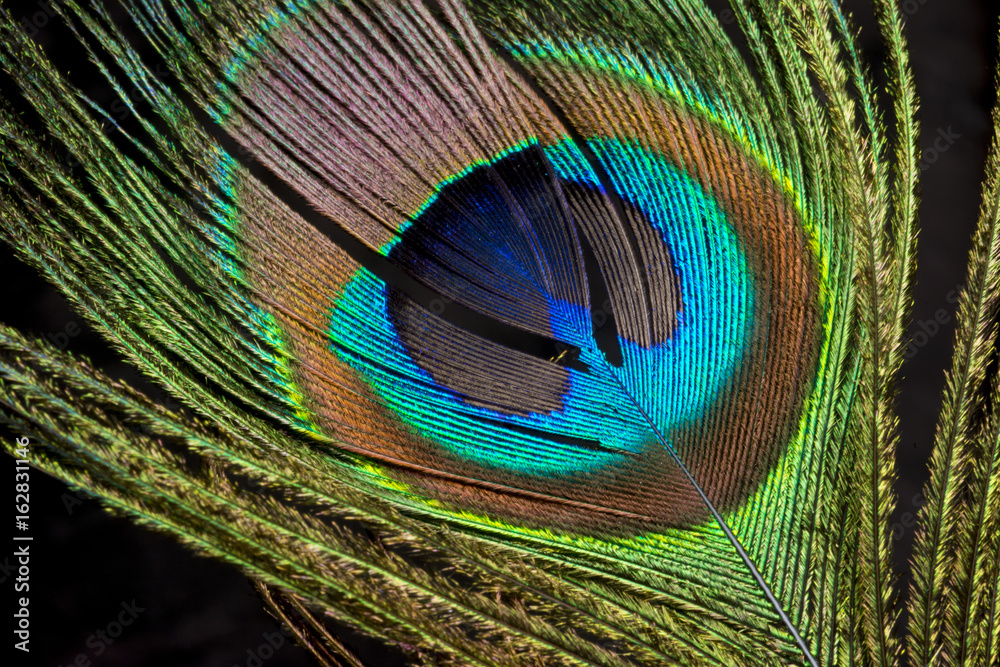 Fototapeta premium fake flowers with lots of color for artistic use