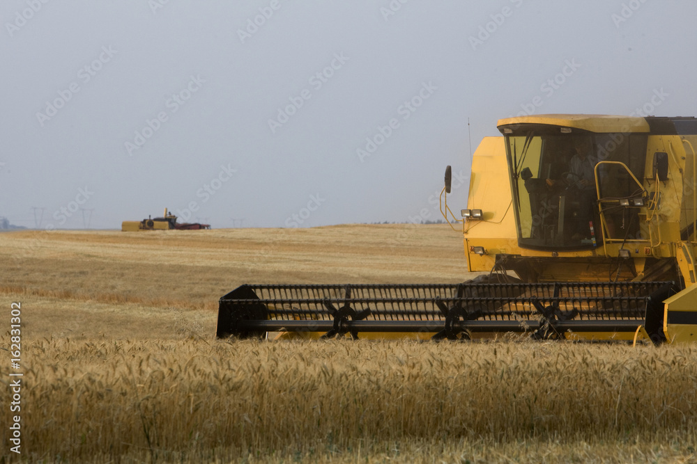 Obraz premium COLHEITA DE TRIGO