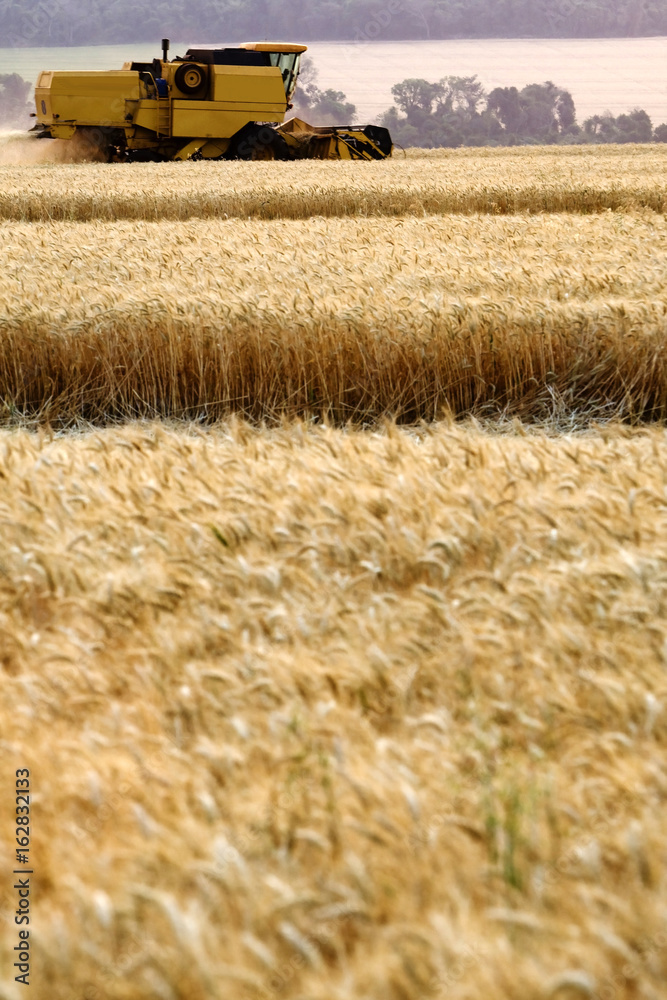 Obraz premium COLHEITA DE TRIGO