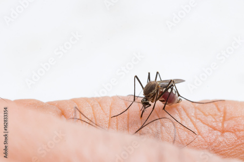 Aedes aegypti Mosquito. Close up a Mosquito sucking human blood,Mosquito Vector-borne diseases,Chikungunya.Dengue fever.Rift Valley fever.Yellow fever.Zika.Mosquito on skin