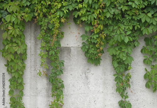 vine on concrete wall natural leafs background © Jacques Durocher