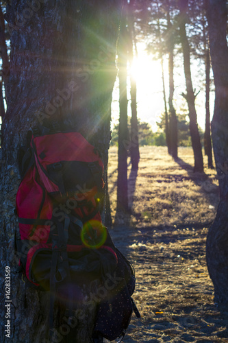 Tourist backpack on a tree on a sunset background. Travel and tourism.