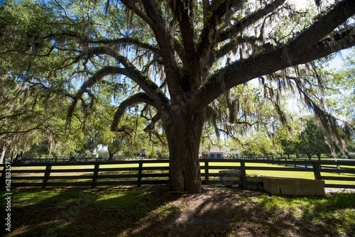 large trees on souther plantation with Spanish moss hanging down from branches 