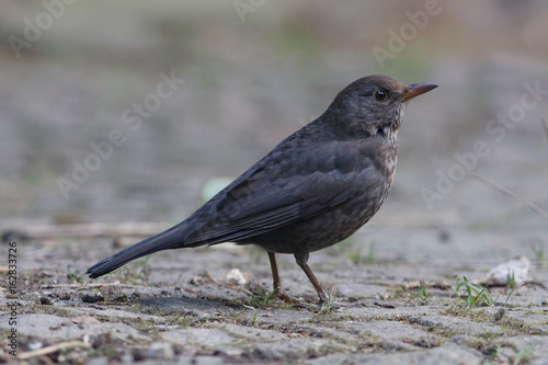 Amsel