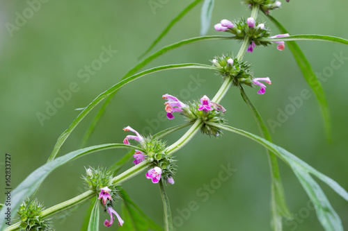 Herb Medicinal plants commonly called honeyweed or Siberian motherwort, Scientific name is Leonurus sibiricus