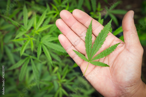 Hand Holding Small Marijuana Leaf with Marijuana young Plants in Background