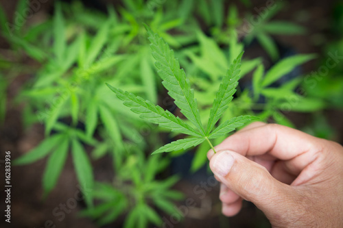 Hand Holding Small Marijuana Leaf with Marijuana young Plants in Background
