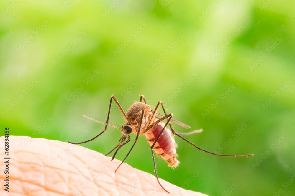 Aedes aegypti Mosquito. Close up a Mosquito sucking human blood,Mosquito Vector-borne diseases,Chikungunya.Dengue fever.Rift Valley fever.Yellow fever.Zika.Mosquito on skin