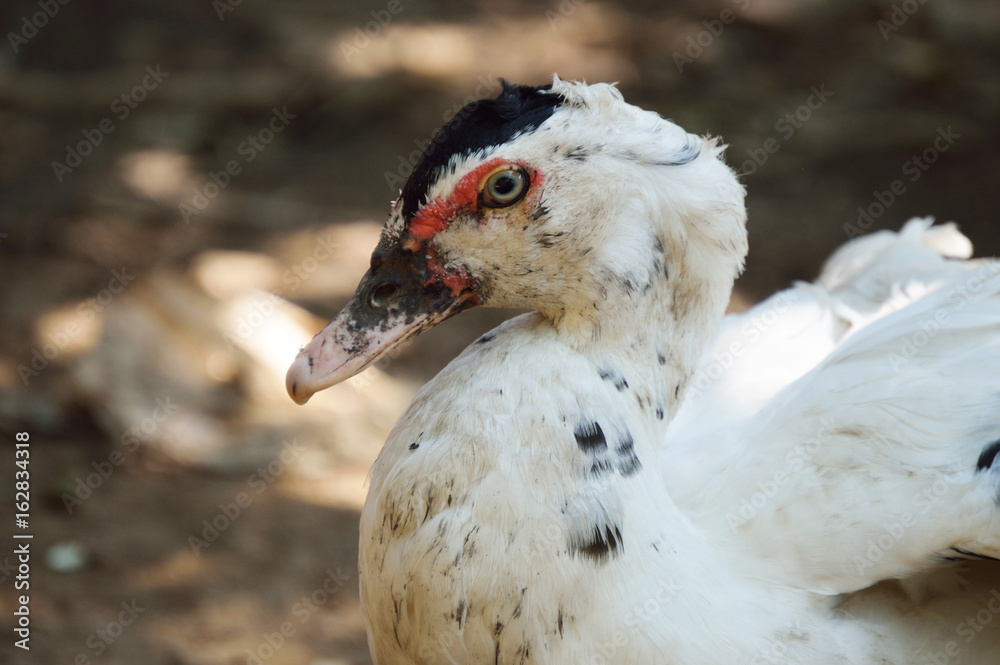 Duck close up photo for your biology projects or bird publications. Duck close up photo for your biology projects or bird publications.