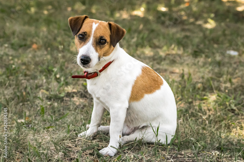 A small dog Jack Russell Terrier sitting on green grass and looking to the camera