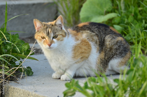 Obraz na płótnie Kot (cat, katze, gato) w salonie