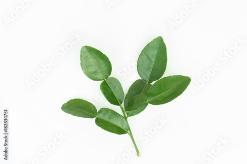 Kaffir lime , kaffir leaf isolated on white background. © frank29052515