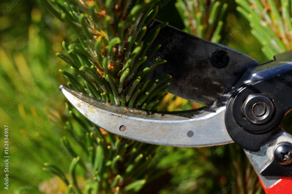 Conifer
