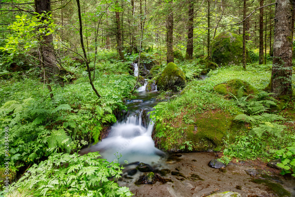 Fototapeta premium sottobosco con ruscello
