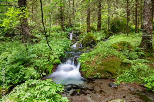 sottobosco con ruscello