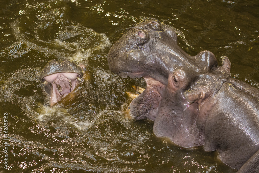 Fototapeta premium Hitting the hippos in dirty water.