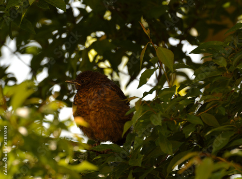 fledgeling