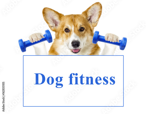 dog fitness