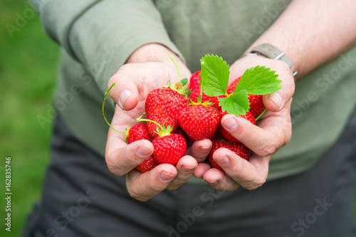 A male's hands holding a handful of strawberries