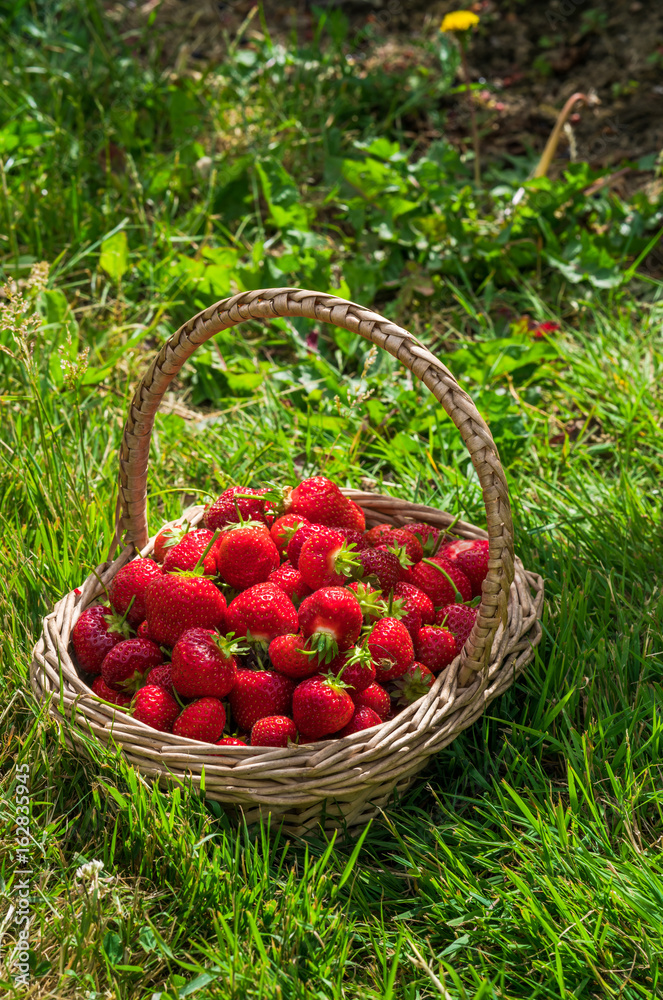 A basket full of freshly picked strawberries A basket full of freshly picked strawberries
