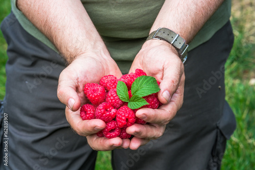 A male's hands holding a handful of raspberries