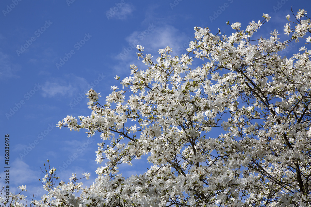 Blossom on Tree Branches in Spring; Stockholm Blossom on Tree Branches in Spring; Stockholm
