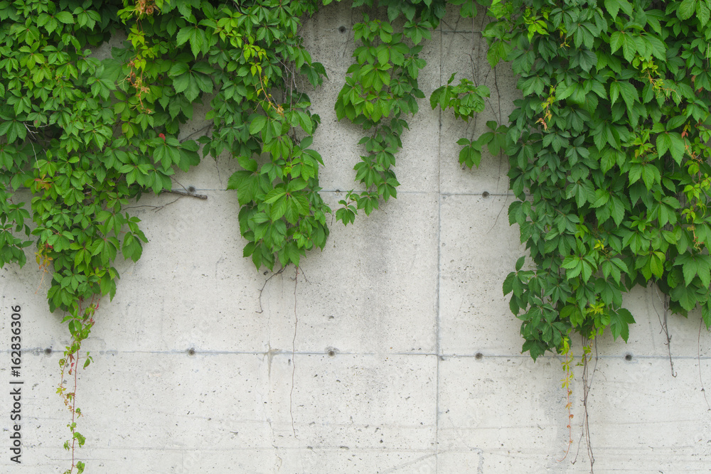 vine on concrete wall natural leafs  background