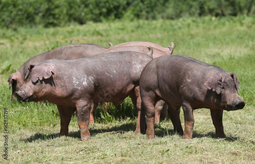 Young duroc pig herd grazing on farm field summertime