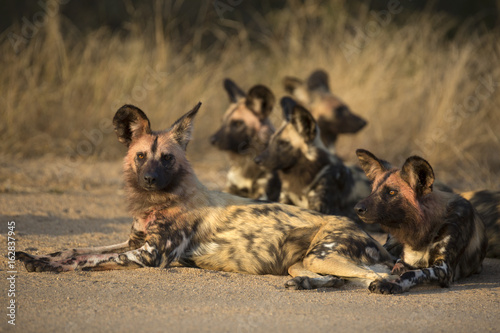 African wild dog portrait in it´s natural habitat